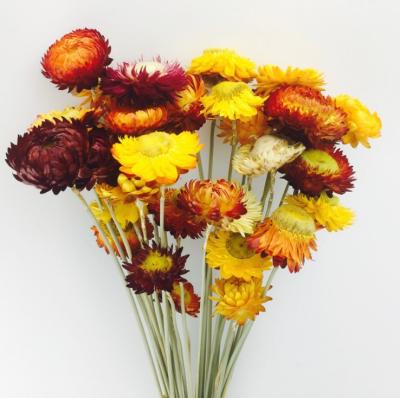 China Fashional Gift Instagram Daisy Dried Chrysanthemum Dried Flower For Home Decor for sale