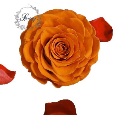 China Fashional Gift 9-10cm Eternal Rose Preserved Dry Rose Flower Head for sale