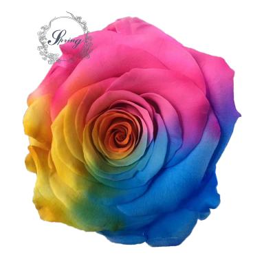 China Fashional Gift Preserved Roses Supplier Rainbow Roses Preserved Flower For Preserved Flower Solution for sale