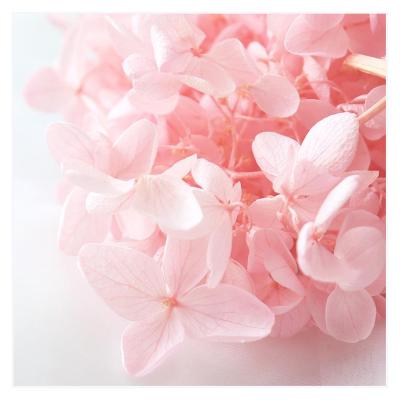 China Natural Touch Plant Providing Preserved Flowers Hydrangeas For Wedding Decoration Rose Flower Wall Decoration for sale