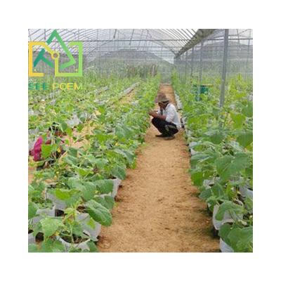 China Green Houses Strawberry Bowl System Greenhouses Fruits Flowers Agriculture Vegetable Tomato Greenhouses Turnkey Hydroponic Greenhouses for sale