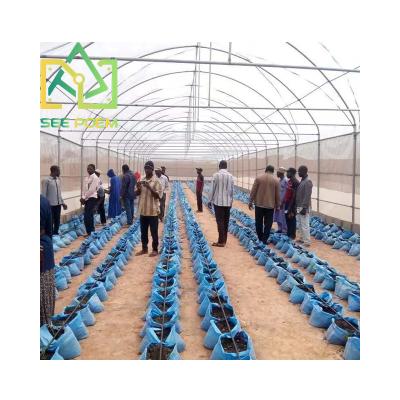 China Agriculture Tomato Breeding See Poem Cheap High Tunnel Tomato Greenhouse for sale