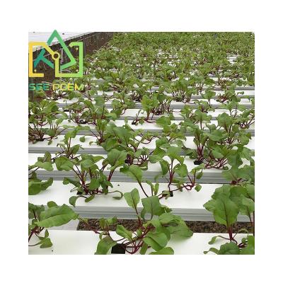 China NFT Farms Channel Hydroponic Growing System NFT Pipes Hydroponics for sale