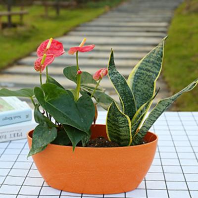 China Home Decor Europe Flower Desktop Plants Square Flower Pot Candy Potted Colors Mini Plastic Flower Pots for sale