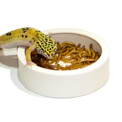 China Small ceramic non-automatic reptile food bowl, lizard water food dish for gecko for sale