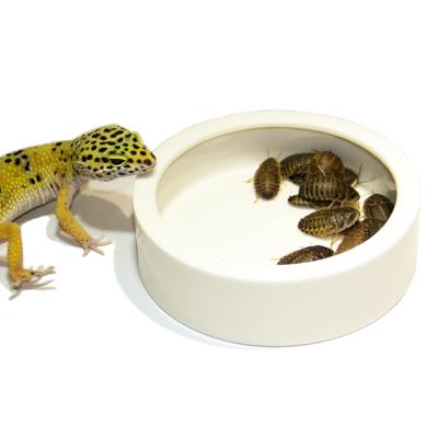 China Ceramic Reptile Viable Medium Food Dish , Lizard Water Food Bowl For Reptiles for sale