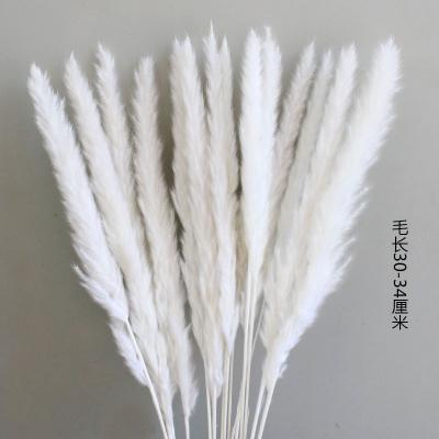 China 2022 Pampas Grass Drop Shipping 15 Pcs Wholesale Dry Flowers Dried Small Reed Pampas Grass For Home Decoration for sale