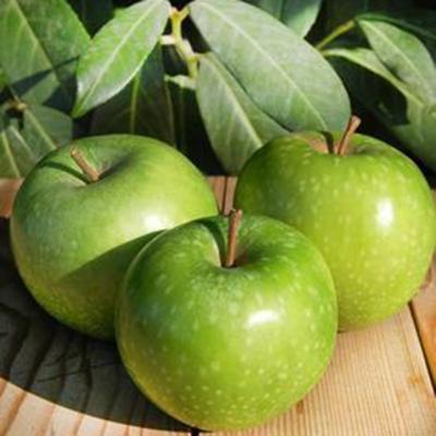 China New fresh green apples from Fuji of fresh green apples for sale