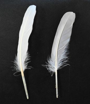 China 100% natural authentic washed left and right side separated loose goose feathers for sale