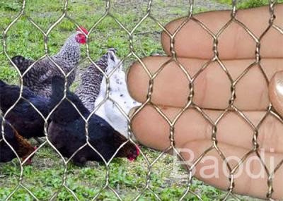 China Stainless Chicken Wire Fabric For Rabbit Protection , Low Carbon Steel Chicken Yard Fence  for sale