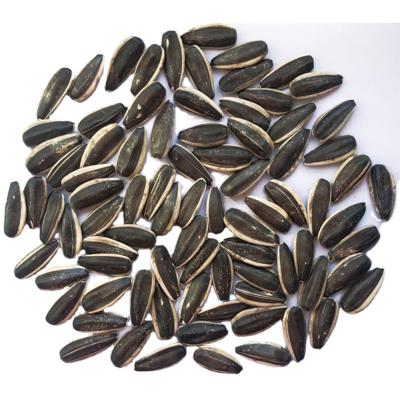 China 2021 long fresh forms, sunflower seeds 5009 for sale