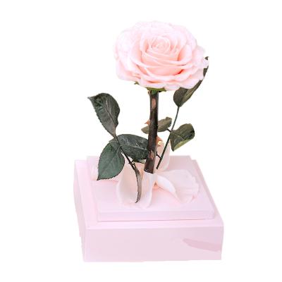 China Preserved flower durable using widely popular product dried flowers white rose birthday gifts for girlfriend for sale