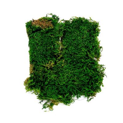 China Non-fading Preserved Decorative Flower Eternal Life Moss Plant Wall Moss Flower Yard Landscape Moss Gray Non-fading Large for sale