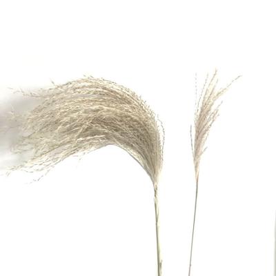 China Wholesale High Quality Cheapest Home Decoration 15 Pcs Stem Per Group White Natural Dry Phragmites Phragmites Pampas Grass for sale