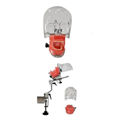 China Detailed Anatomy Structures Simple Simulation Dental Dummy Head with Typodont and Replacement Teeth for sale