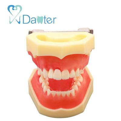 China New hot sale hospital clinic university dental periodontal model with removable gums for dental practice for sale