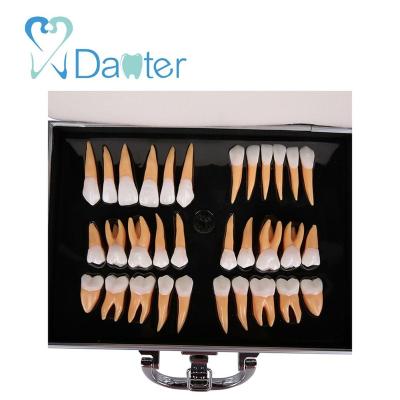 China Hospital Clinic University Top Selling 2.5 Times 32Pcs Permanent Teeth Show Dental Teeth Model for sale