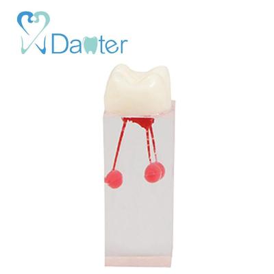 China Detailed anatomy structures root canal model teeth dental model for sale