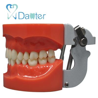 China Standard Dental Hospital Clinic University Z8010 Model With 32 Screw-in Teeth For Dental Class Training for sale