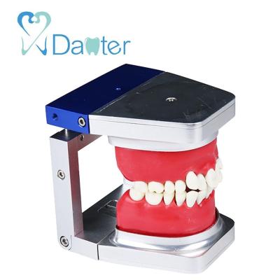 China Hospital Clinic University Low Price A8017 Dental Study Model , Typodont Practice Model for sale