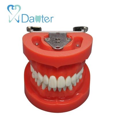 China Hospital Clinic University Dental Best Price A8009 Teeth Model Standard Model With 28 Screw In Teeth for sale