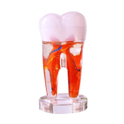 China Dental Gifts High Quality Art Tooth for sale