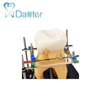 China New Design Dental Gifts Molar Display for sale