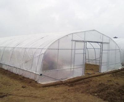 China Various PE greenhouses which include single full span film greenhouse /tunnel greenhouse steel structure greenhouse for sale