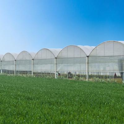 China Easily Assembled Poly Green House Agricultural Farm Plastic Sheet Greenhouse For Tomato Planting With Hydroponic Growing System for sale