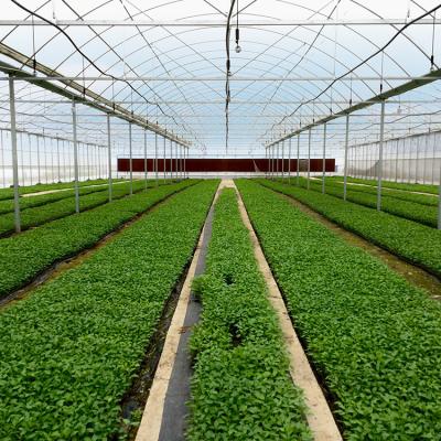 China Easily Assembled Commercial Vegetables Vertical Growing Multi Material Greenhouse Film Cover Span Greenhouses for sale