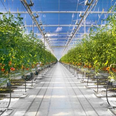 China Agriculture Planting New Style Large Glass Greenhouse For Vegetable Plants Automatic Skylight Greenhouse for sale