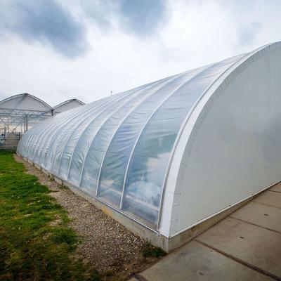 China Stable Structure Easily Assembled Commercial Tunnel Greenhouse Agricultural Cultivation Galvanized For Tomato for sale