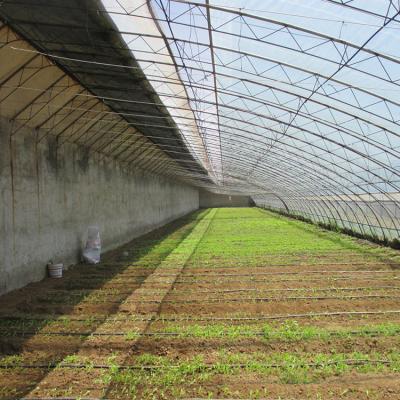 China Passive Solar Greenhouse Greenhouse Low Cost Insulated Solar Planting Greenhouses Durable Cloth Material Greenhouse With Clay Back Wall for sale