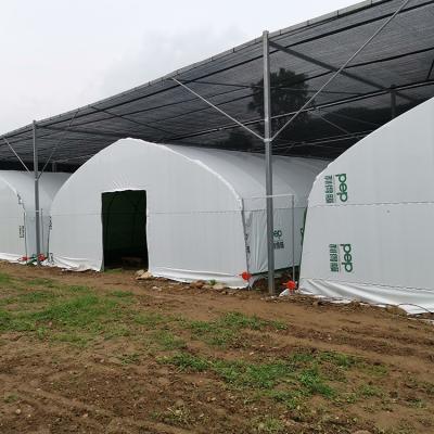 China Mushroom Vegetable Plastic Farm Greenhouse Greenhouse Flower Fruit Plastic Green House For Mushroom Growing Net Planting And Cultivation for sale