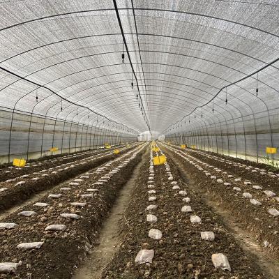 China Vegetable Fruits Flowers Scatter Tunnel Greenhouse With Black And White PET Film Tunnel For Vegetable Grow Agricultural Tents for sale