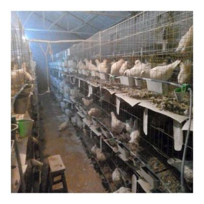 China Easy Install Hot Selling Hot Dipped Galvanized Top Layer Wire Pigeon Cage Cheap Breeding With Pigeon Accessories for sale