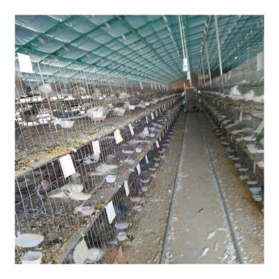 China Easy Install Hot Sale Cold Galvanized Pigeon Cage Breeding Cage Small Bird Cage for sale