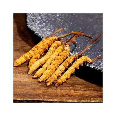 China Health Food Factory Supply Wholesale Dried Dong Chong Xia Cao Cordyceps Sinensis Tibet Extract for sale