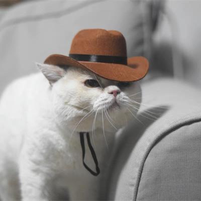 China Cotton blends cowboy hat for cat hat for kitty for sale