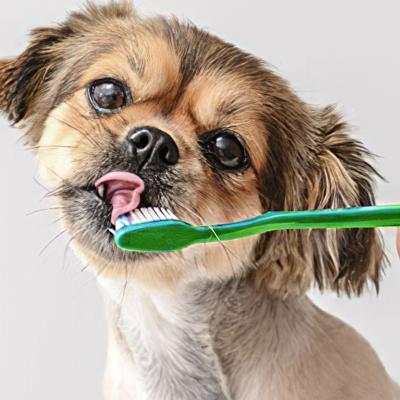 China Super Fresh Sustainable Pet Soft Finger Breath Toothpaste And Toothbrush Set Pet Cleaning Toothbrush for sale