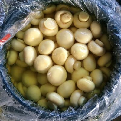 China Canned champignon mushroom in 50kg drum in brine for sale