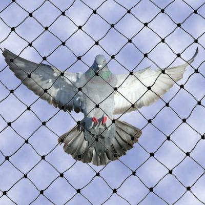 China Oyster Farming Anti Knotted Bird Netting Fencing Net Cargo Net for sale