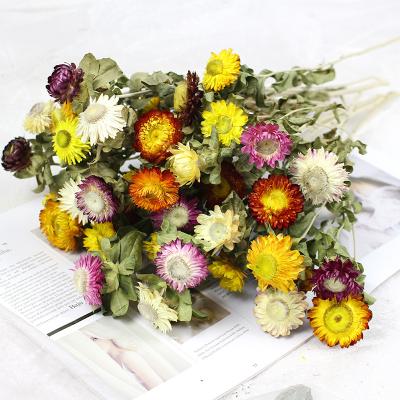 China 100% Natural Organic Flower Straw Dried Chrysanthemum Stalk Dried Flower Colorful Daisy Dried Chrysanthemum For Household Home Decoration for sale