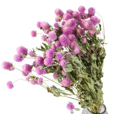 China Environmental Protection Green Hot Sale Wholesale Dried Preserved Foliage Dried Gomphrena Globosa Flower For Decoration for sale