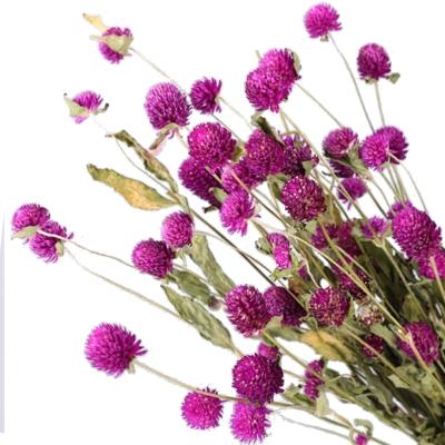 China Natural Contact Popular Natural Dried Flowers Globe Amaranth Flower and Gomphrena Globosa INS for sale