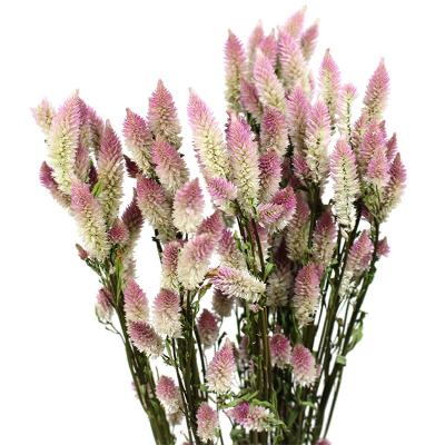 China Most Popular Environmental Protection Flowers Phoenix Tail Bouquet Sago Green Dry Natural Pteris Real Dried Ombre Flowers for sale