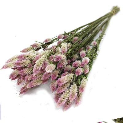 China Natural dry flowers of Fern Flower Multifidae Pteris Dried Ombre Phoenix-tail of Yunnan flowers of natural contact wholesale for sale