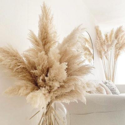 China Wooden and handmade dried flowers Cortaderia selloana pampas grass wedding home decoration for sale