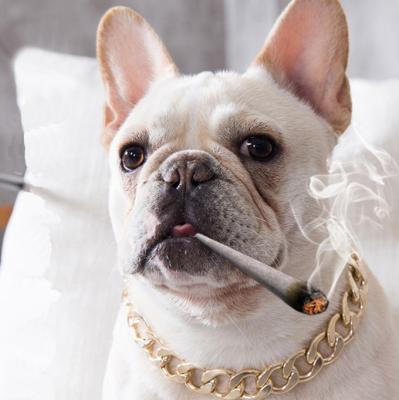 China Stocked Gold Chain Pet Dog Chain Silver Collar for sale