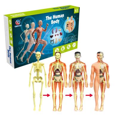 China Wholesale Diy Human Body Model Science Kits For Children Educational Toys 30*18*6cm for sale